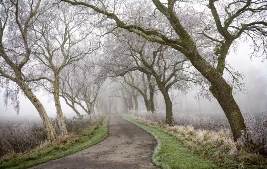 Allee des Jahres
