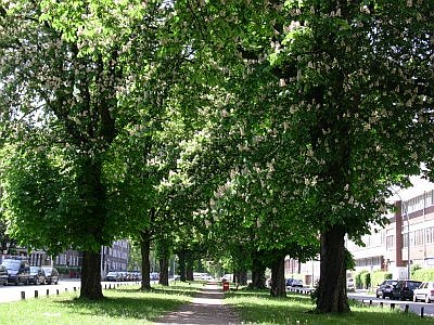 Wiesendamm RKastanien Foto Doobe DSCN9874 400x300s