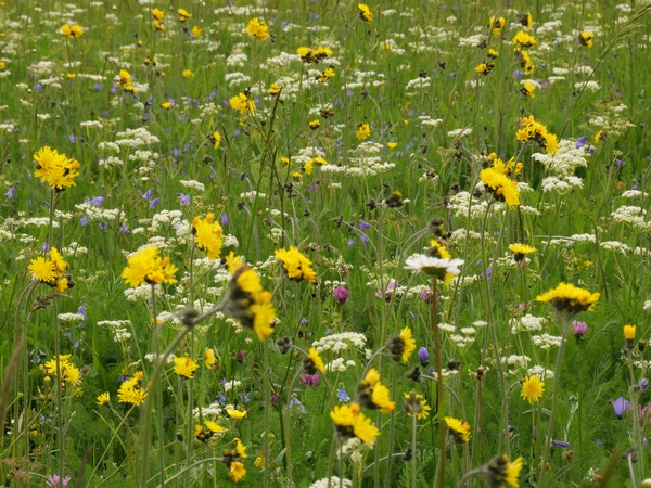 1000Gaerten_Bluehstreifen_heimischeWildpflanzen_Foto_Naturgarten_eV_SG_600x450
