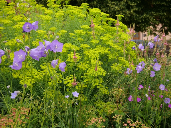 1000Gaerten_Staudenbeet_Wildpflanzen_Foto_Naturgarten_SGP1047418_600x450