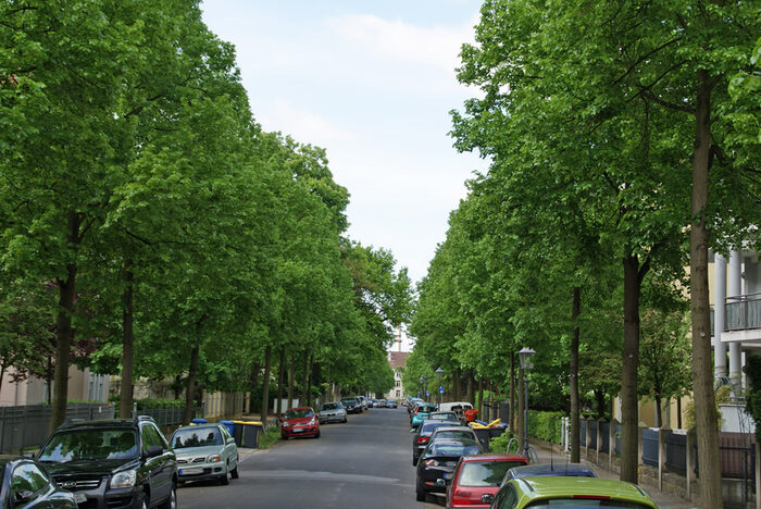 Behrischstraße in Dresden, bepflanzt mit Tilia x euchlora (Krim-Linde); Foto Steffen Löbel Dresden Behrischstr Tilia euchlora Foto SteffenLoebel