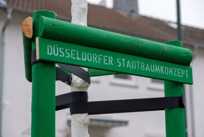 Behrischstraße in Dresden, bepflanzt mit Tilia x euchlora (Krim-Linde); Foto Steffen Löbel Düsseldorf Foto MarianZempel