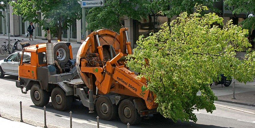 GrBaumVerpfl Quelle Gruenflaechenamt Frankfurt aM 866x435