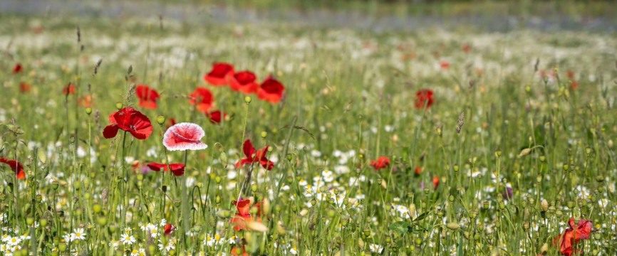 PiK natuerliche Ackerwildkraeuter Mohn Kamille ausSamenpotenzial desBodens 866x360