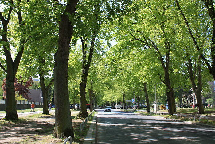 Schillingallee in der Hansestadt Rostock; Foto 2009 Rostock Schillingallee 2009 nr3738s