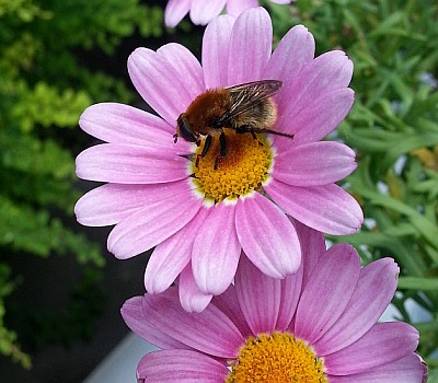 Weltnaturgipfel2022 Schwebfliege 400x350