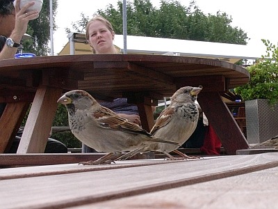 Weltnaturgipfel2022 Sperling Foto Doobe 400x300