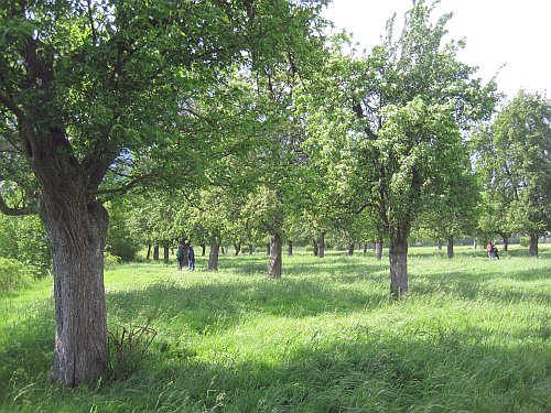 Streuobstwiese Bild1 500x375