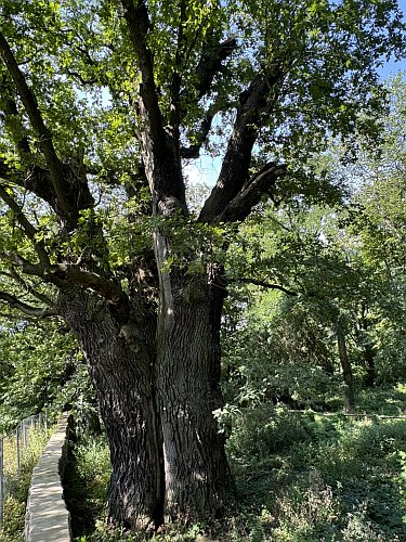 Streuobstwiese Bild2 375x500