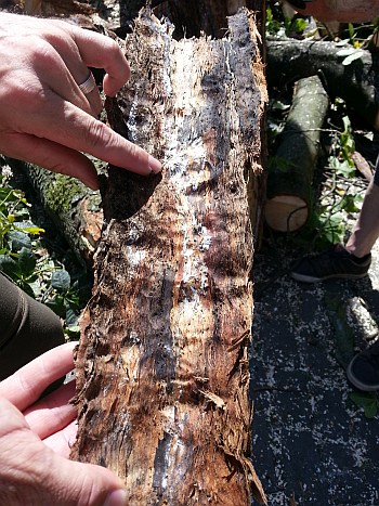 Aesculus Myzel unterRinde HaffkrugerWeg 350x467