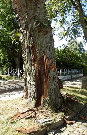 Aesculus absterbend hoch 350x544