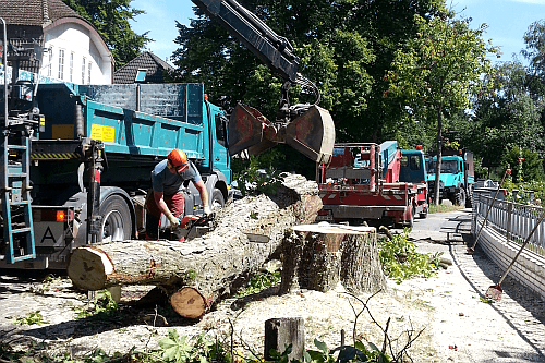 Aesculus absterbend quer 500x333.jpg
