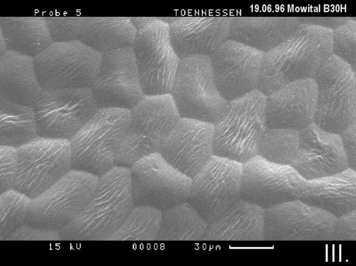 blatt gereinigt 9606 700x524