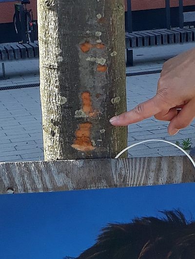 Plakatierung 01 Doobe2018 400x530