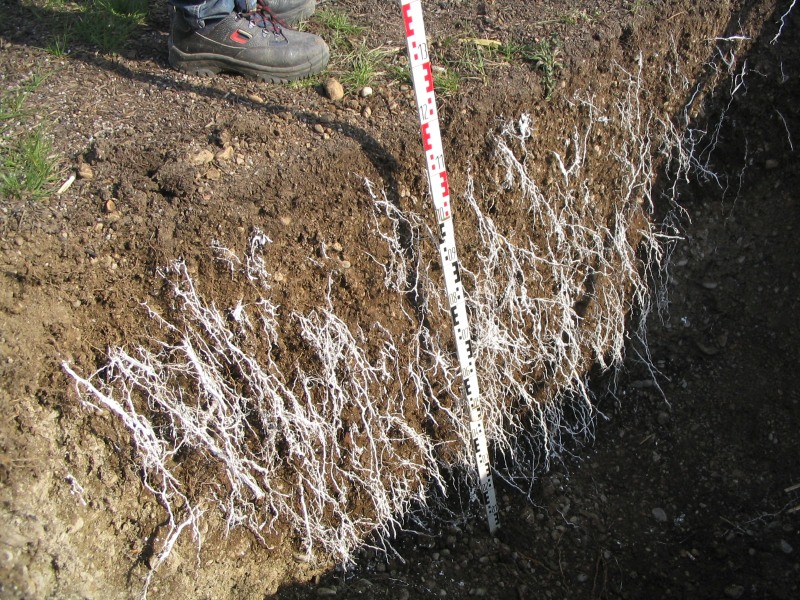 Baumgraben Riem Aufgrabung2005 800x600k