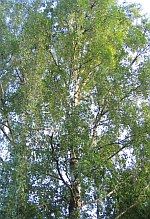 allergie birke01 150x219