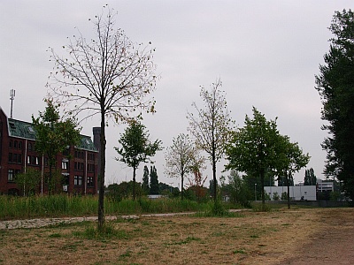 Trockenschaden Foto Doobe DSCN0530 400x300