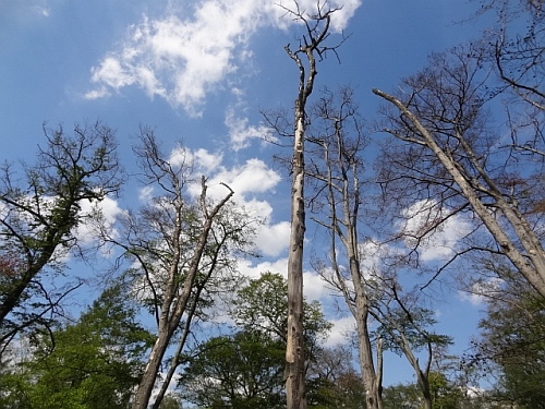 Buchensterben Foto ChrCichos 2019 DSC02806 500x375