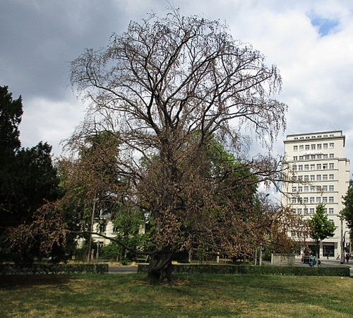 Buchensterben Koeln2019 225x487