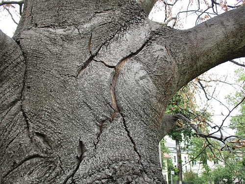 Buchensterben Foto Loebel 2019 500x450