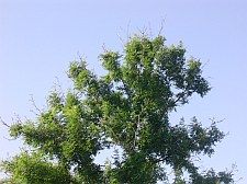 eschentriebsterben 02 225x168