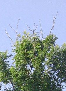 eschentriebsterben 02 225x308