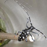 Asiatischer Laubholzbockkäfer
