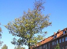 bpk besiedelter baum 225x165