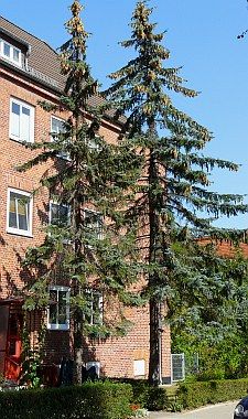 sitka1 besiedelter baum 225x380