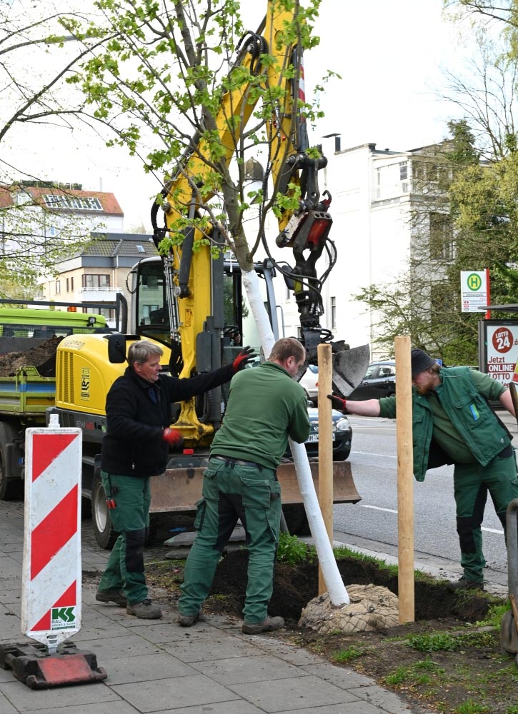 KSchroeder Baumpflanzung 20230424 Foto Kalscheid DSC2630 725x1000s