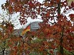 b liquidamber 0510 150x112