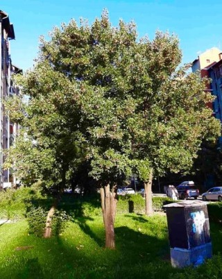 Acer monspessulanum