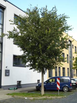 KS Sickingenstraße