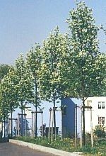 ma fremd 150x220