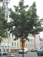 n acer farlakesgreen 150x200