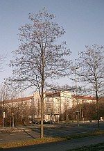 s robinia sandraudiga 150x217