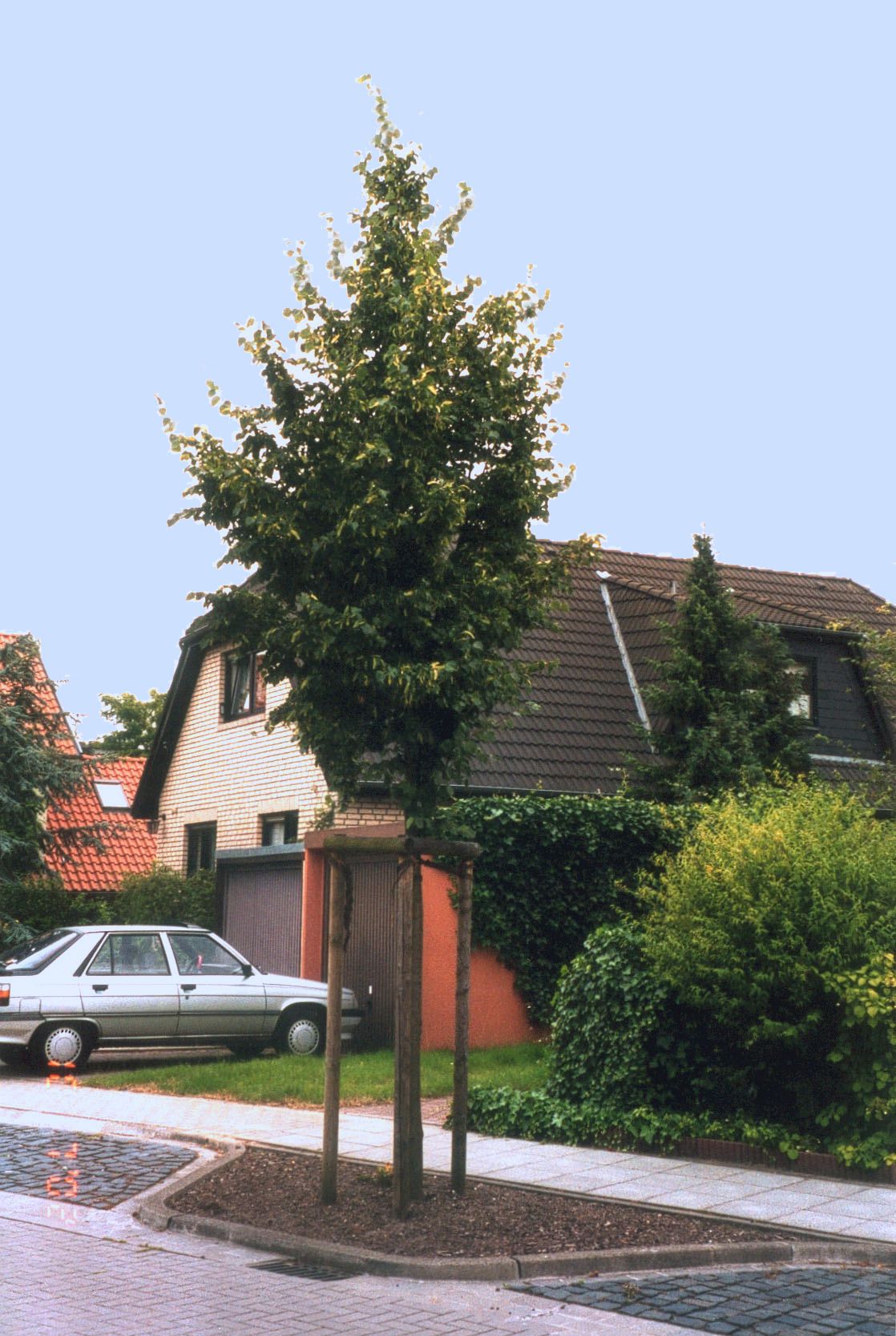 Titelfoto Rueckblick Tilia cordata Rancho 1994