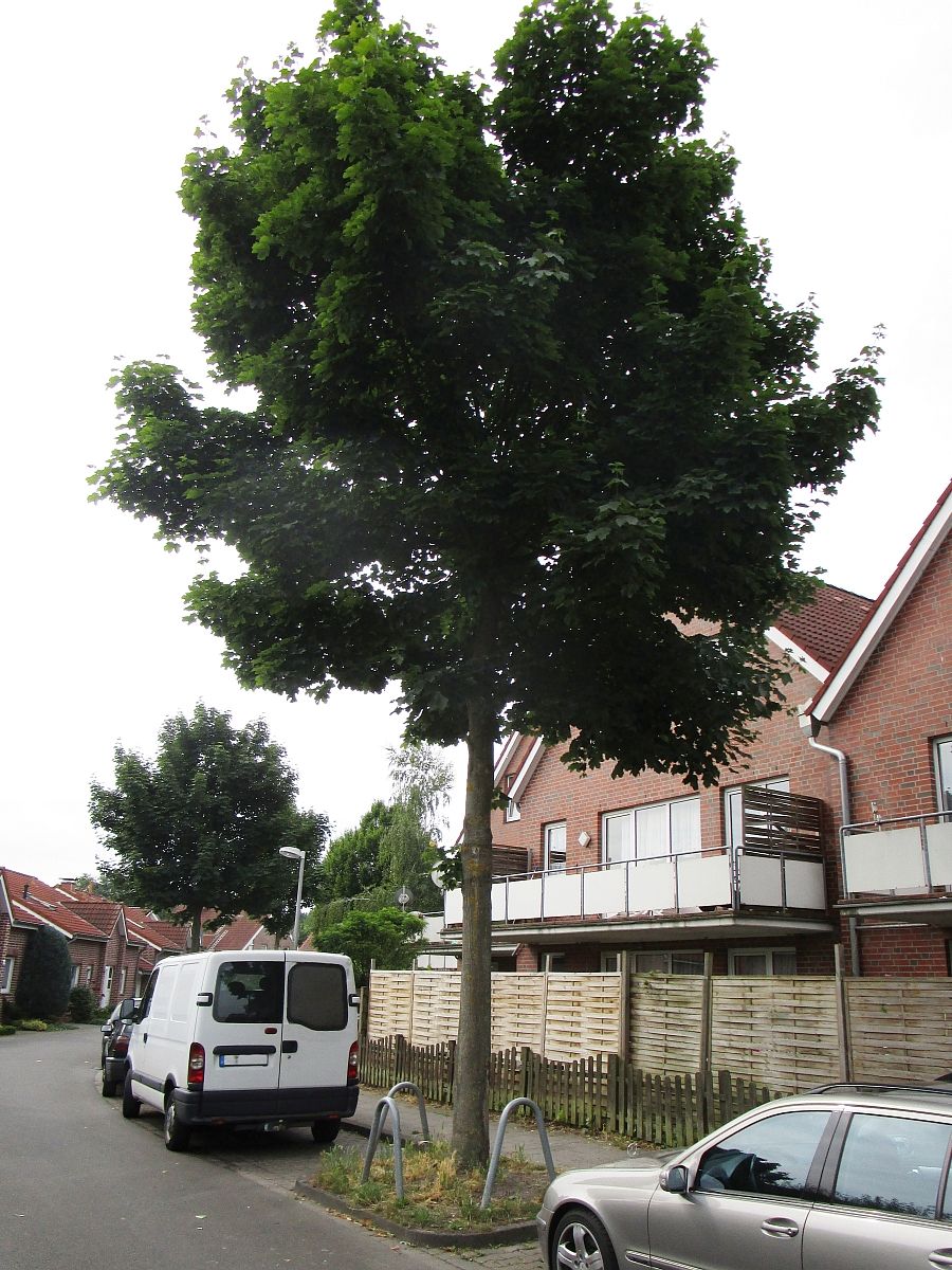 Abb02d Acer platanoides FarlakesGreen Muenster2015