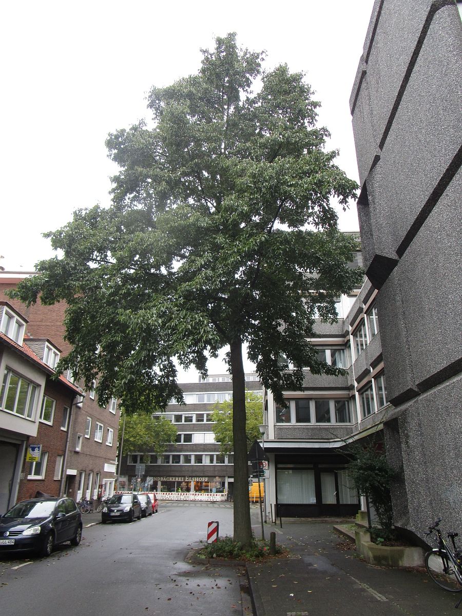 Alnus spaethii Muenster 2015