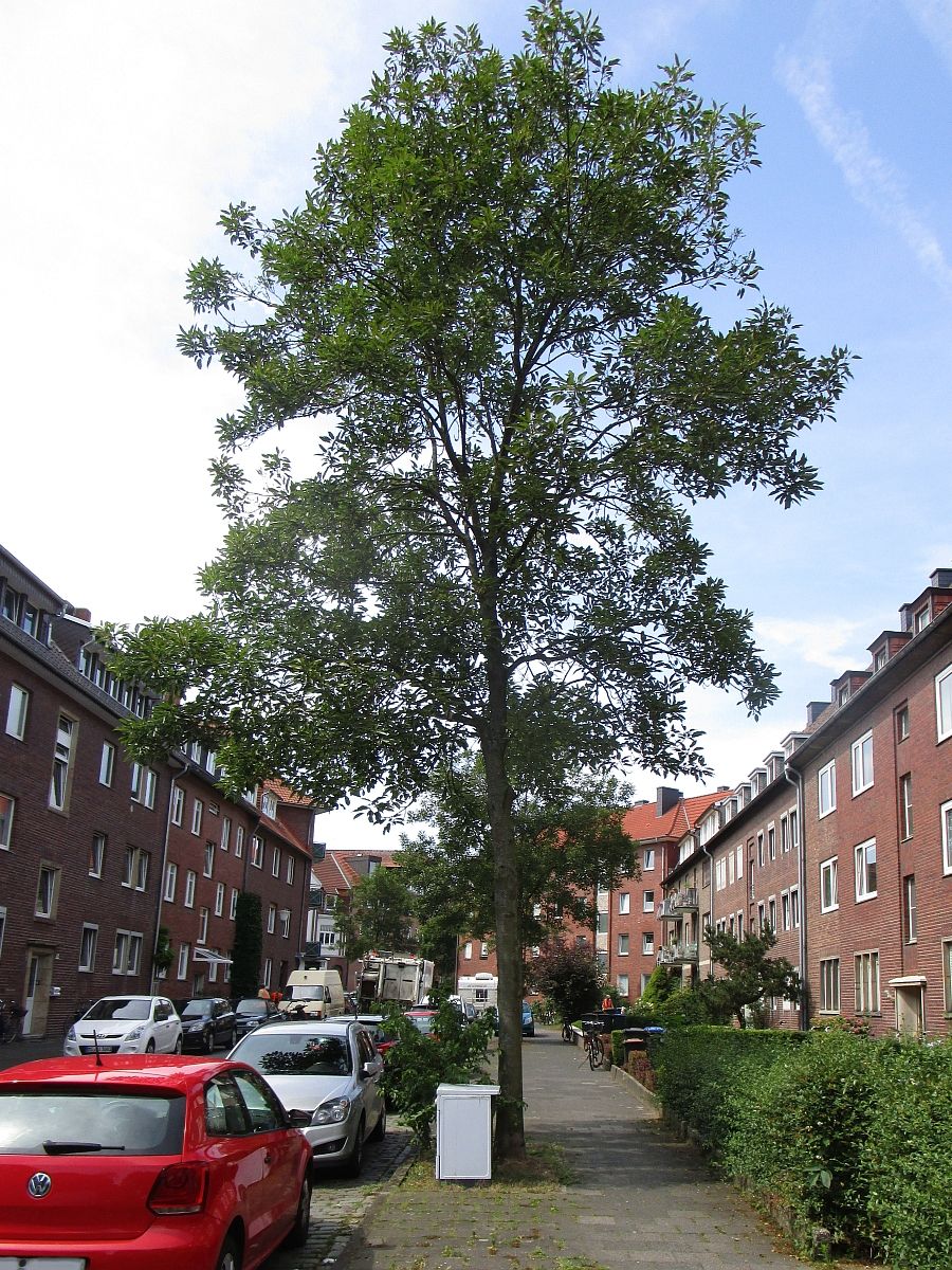 Fraxinus excelsior Diversifolia Hannover 2015