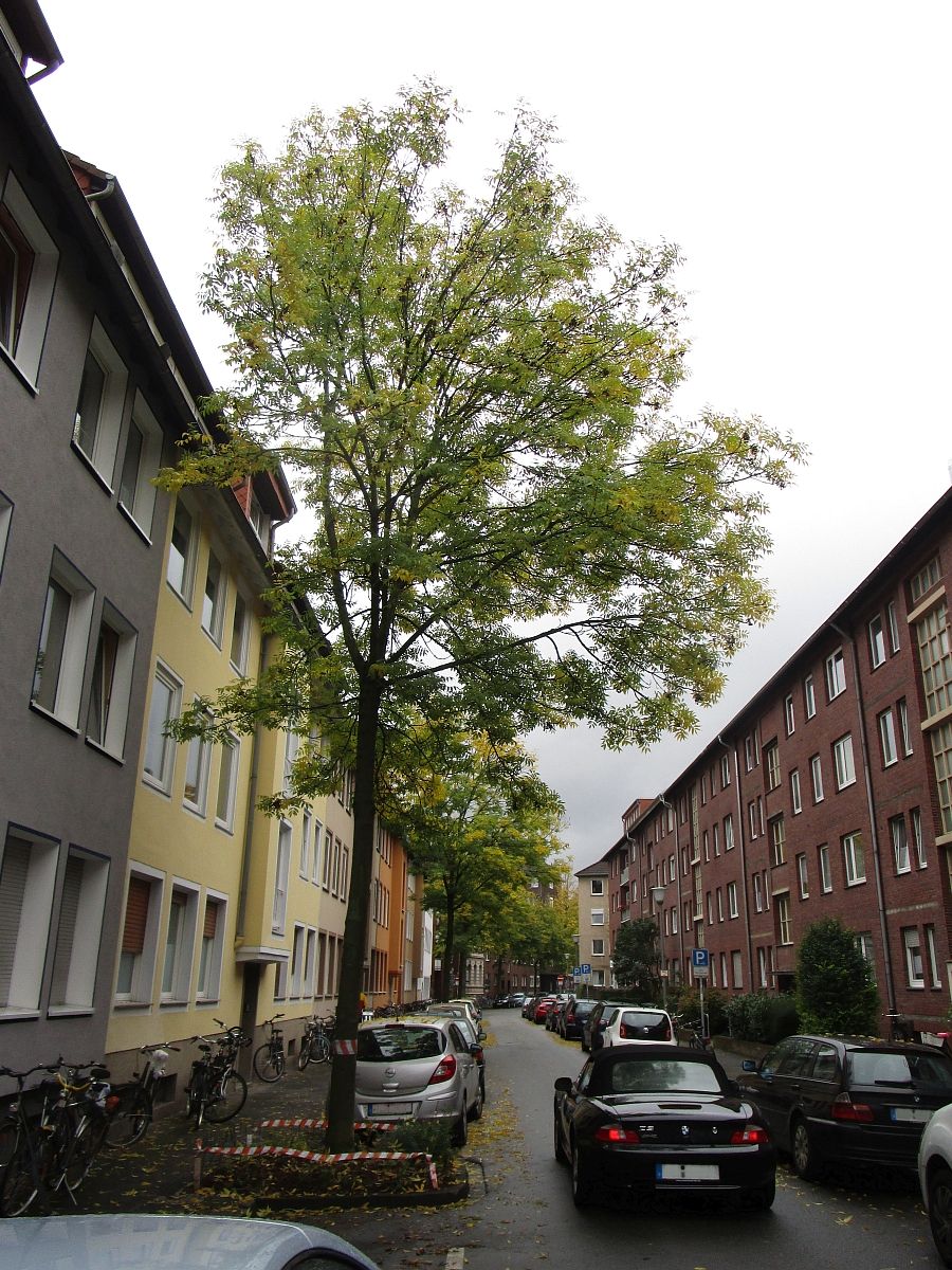 Fraxinus excelsior Atlas Muenster 2015