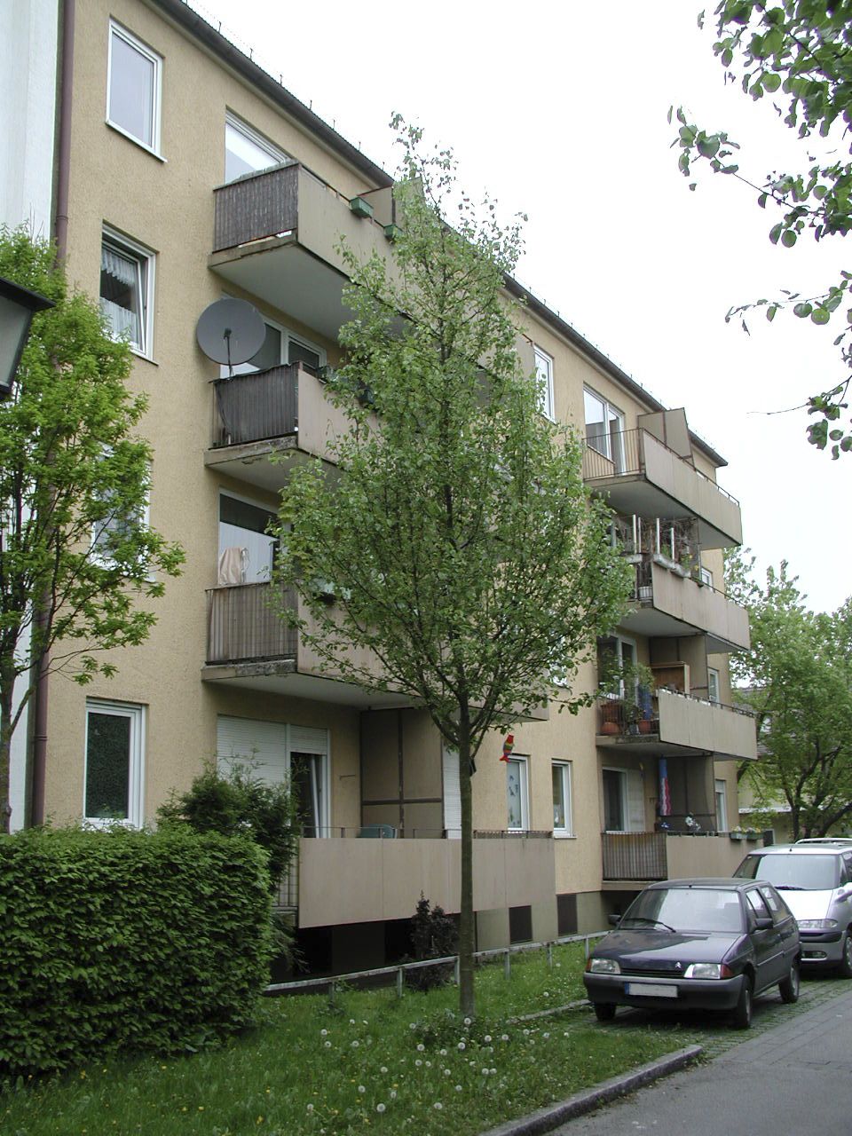 Pyrus communis BeechHill Muenchen 2004