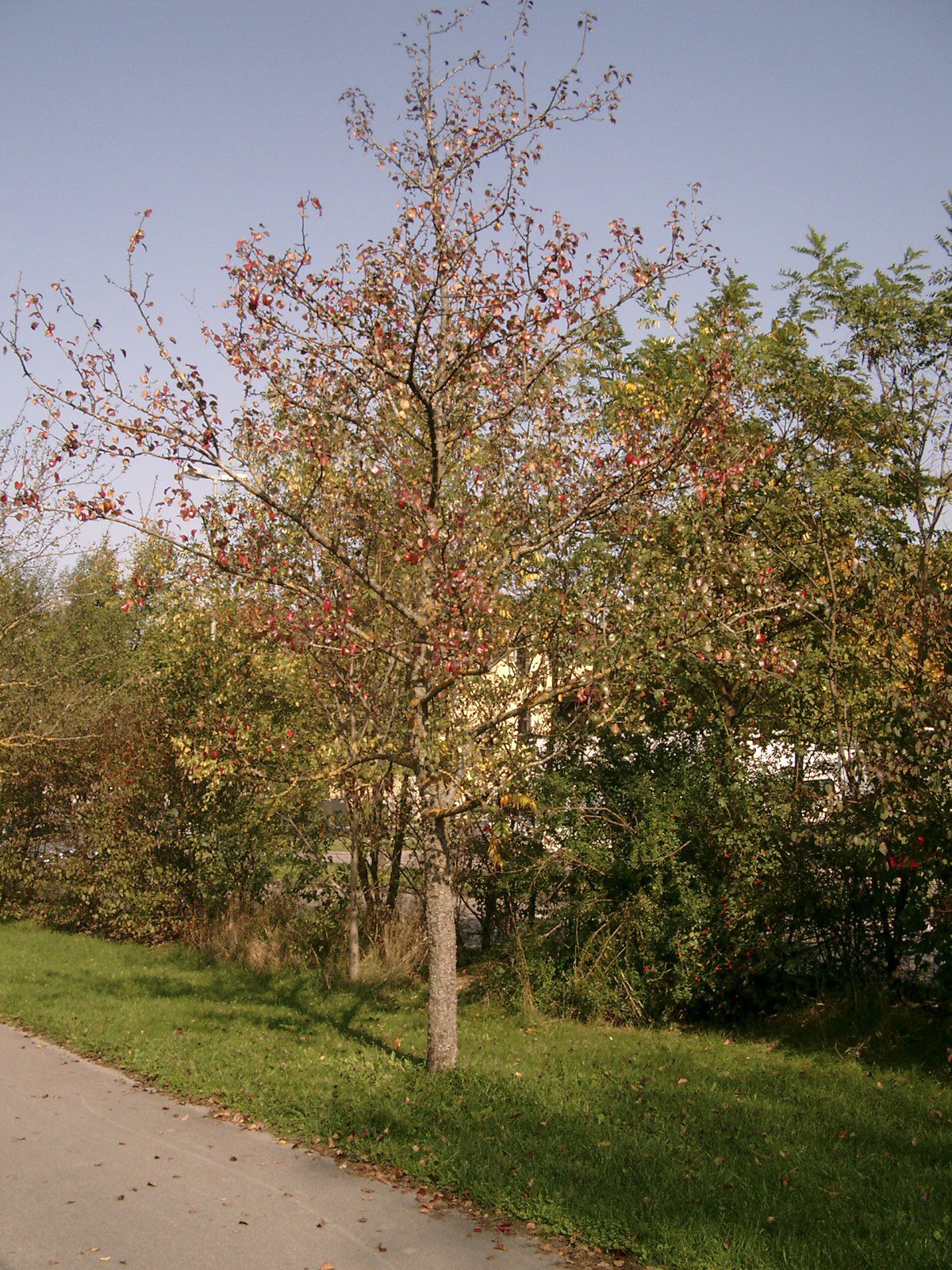 Pyrus regelii Muenchen 2004