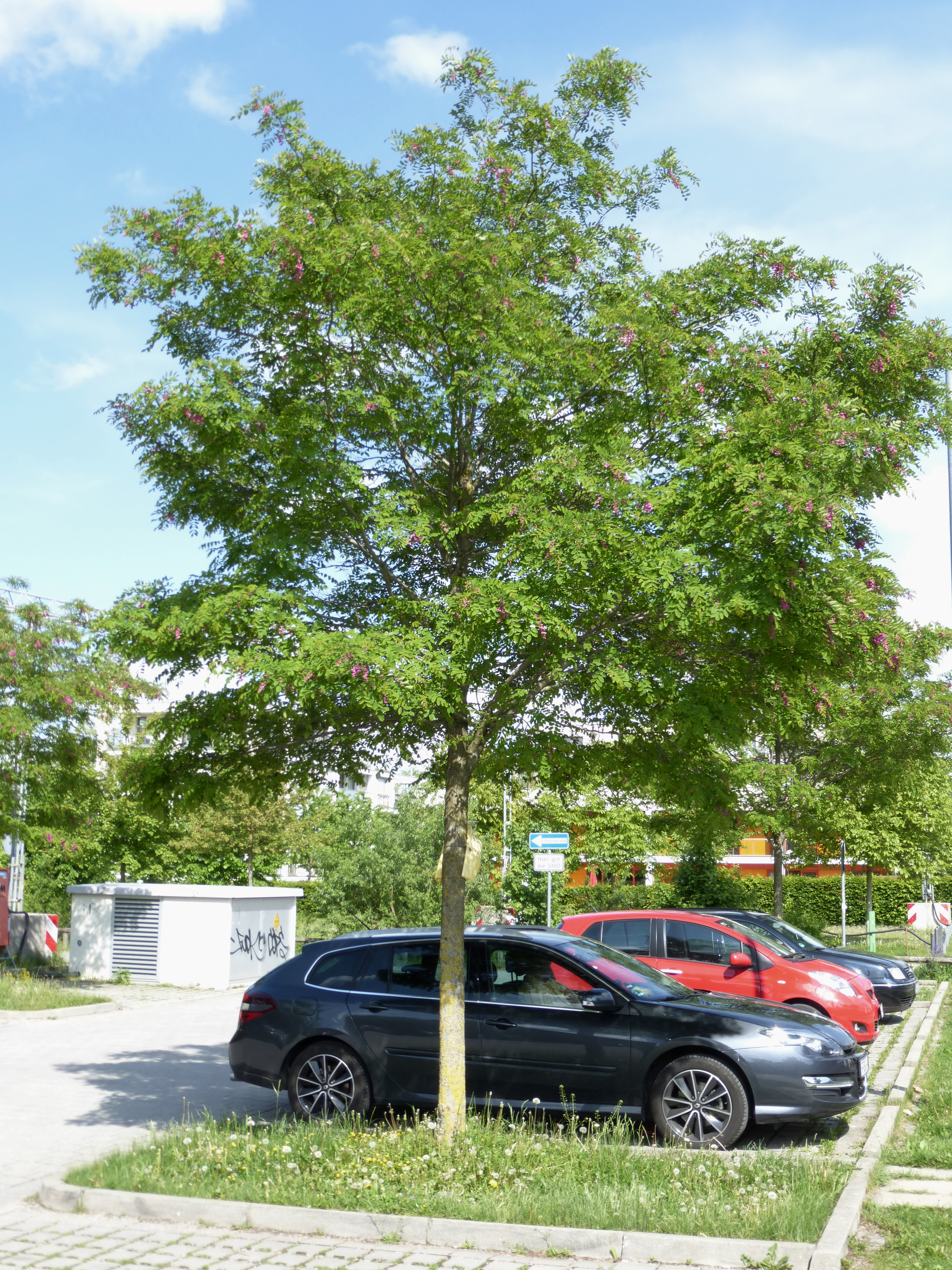 Robinia pseudoacacia Sandraudiga Muenchen 2015