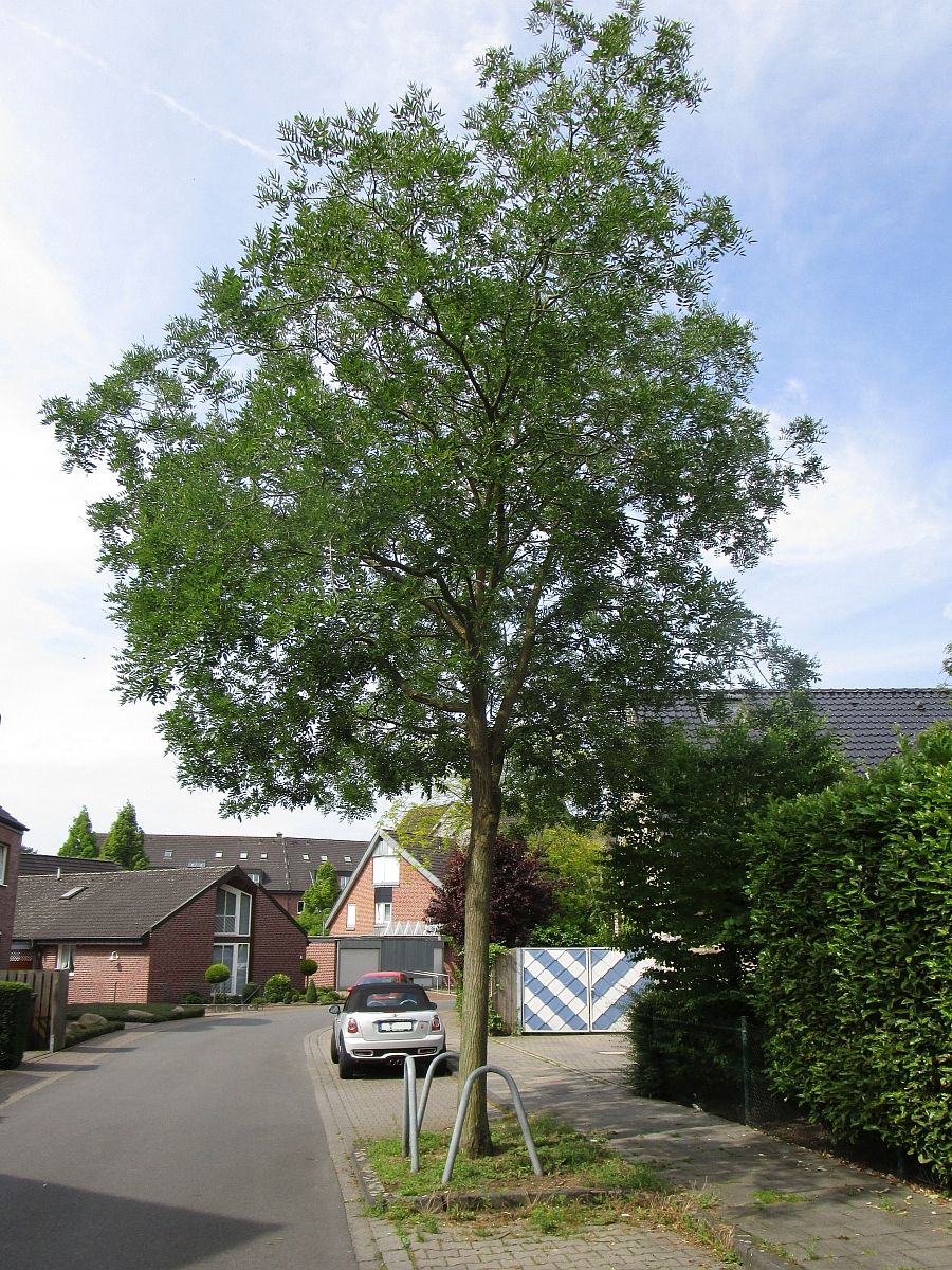 Sophora japonica Regent Muenster 2015