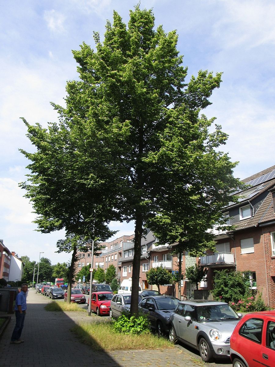Tilia cordata Rancho Muenster 2015