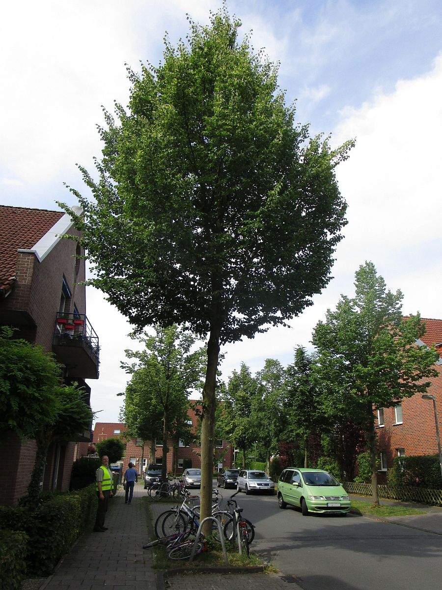 Tilia cordata Roelvo Muenster 2015