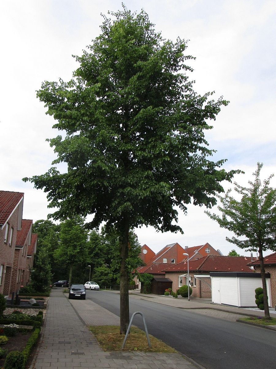 Tilia flavescens Glenleven Muenster 2015