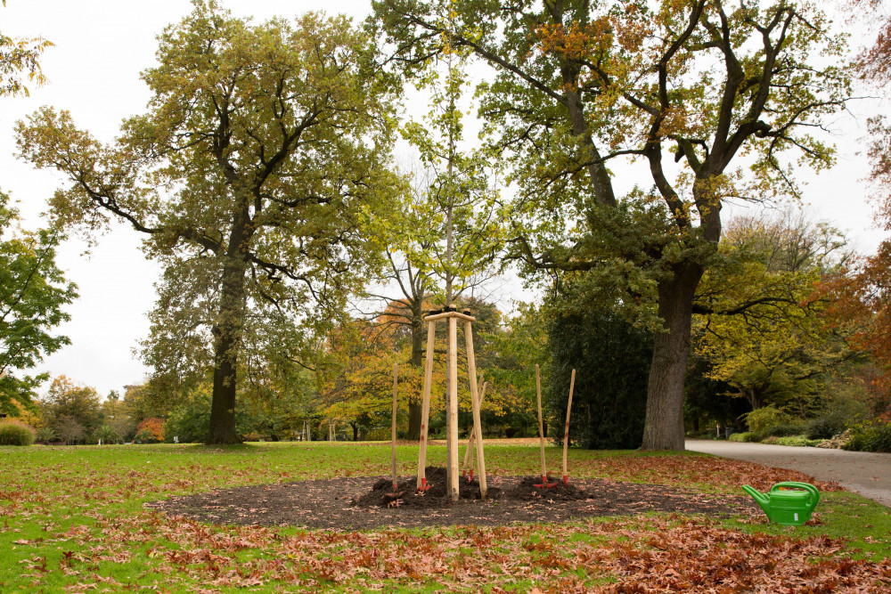 Goldener_Ginkgo_171023_005